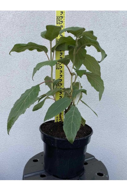 Гортензія колюча Саржента/Саржета - 3-5л/вис.40-60см/Ø20-30см